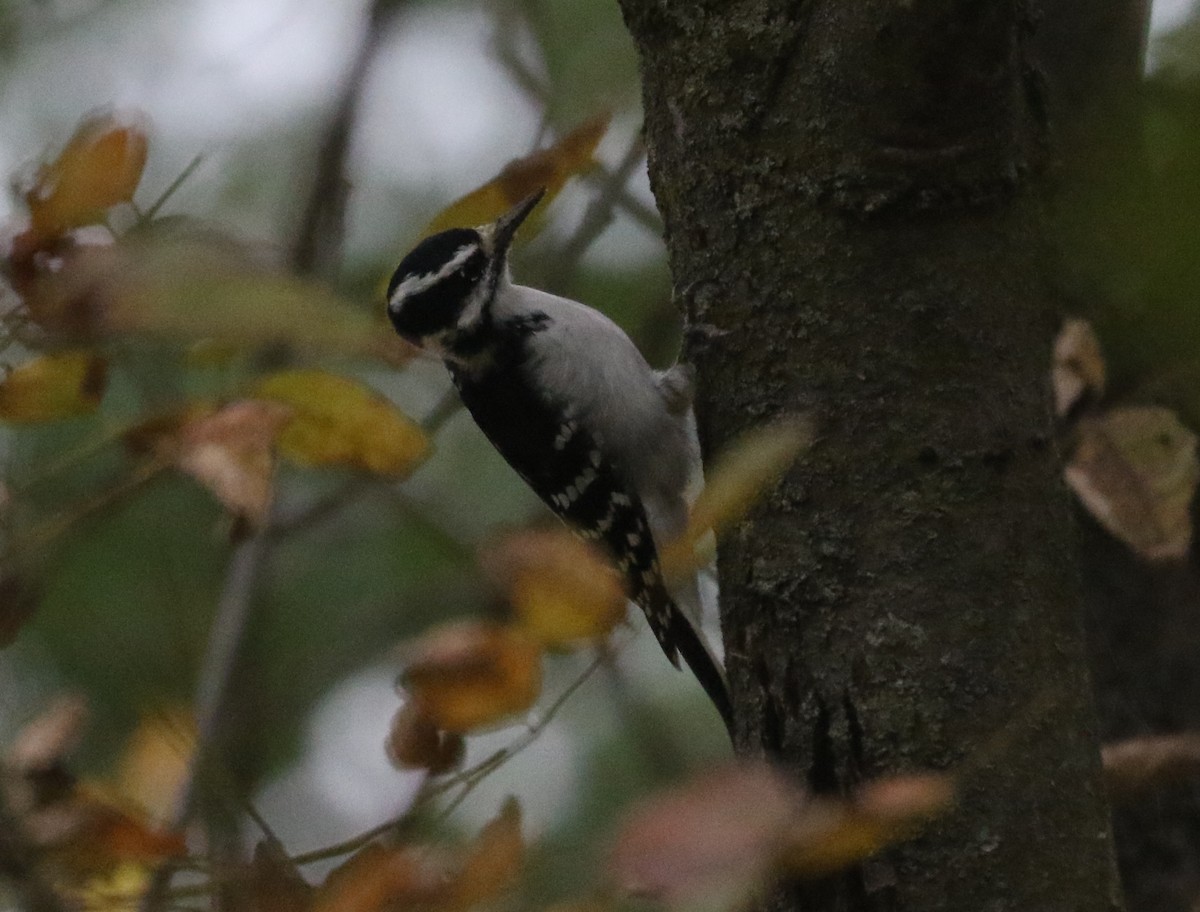 Hairy Woodpecker - ML643491364