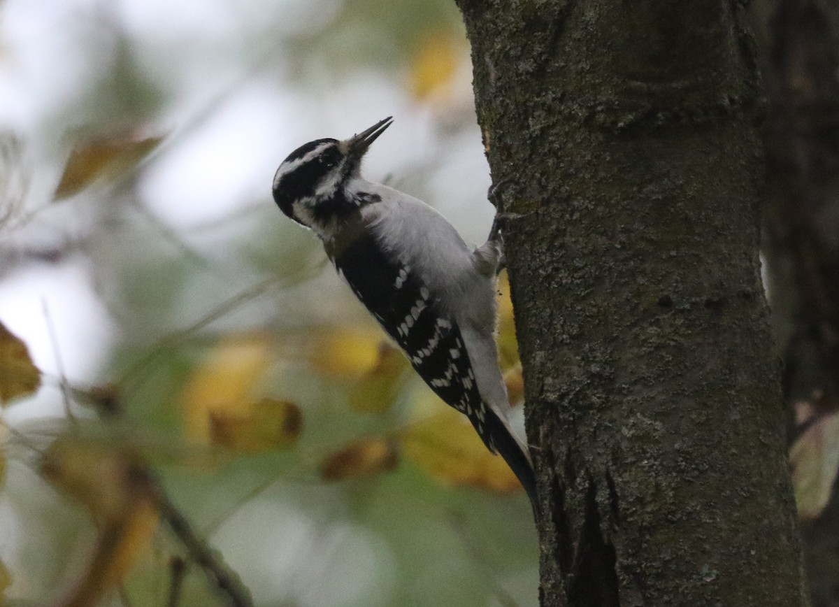 Hairy Woodpecker - ML643491366