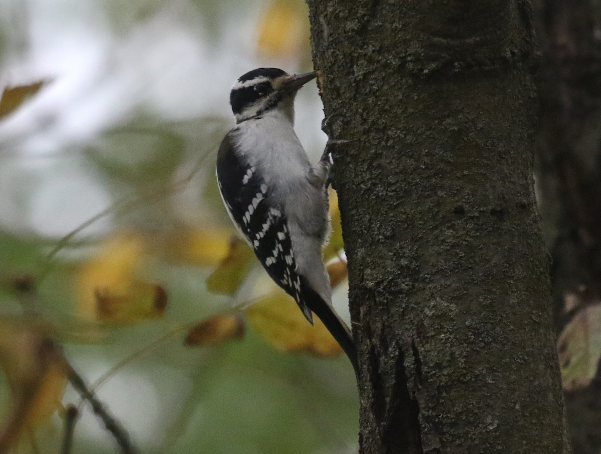 Hairy Woodpecker - ML643491369