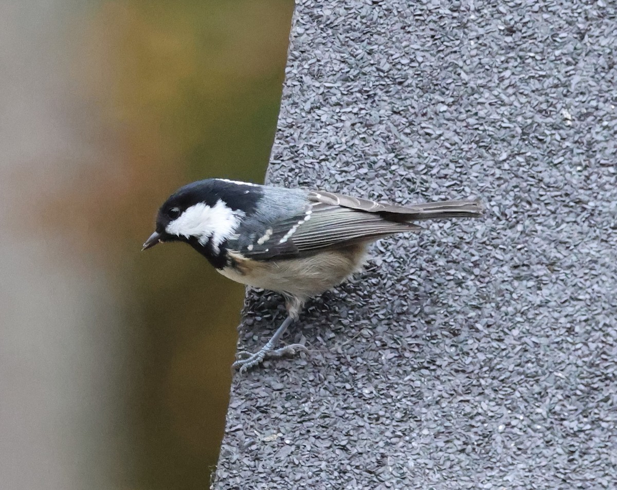 Coal Tit - ML643491372