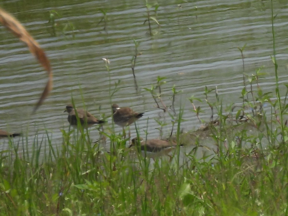 Yellow-wattled Lapwing - ML643491379