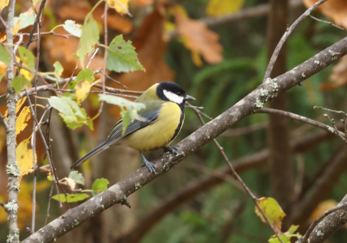 Great Tit - ML643491380