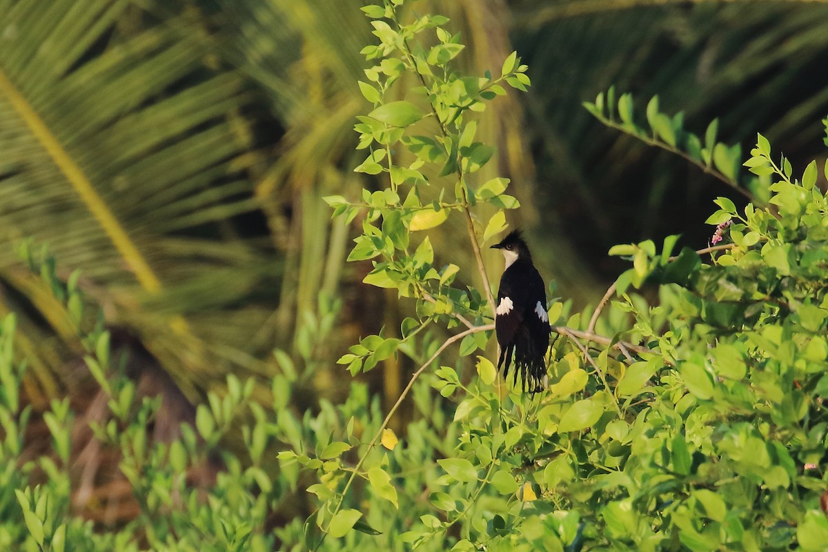 Pied Cuckoo - ML643491386
