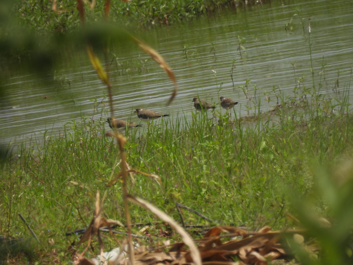 Yellow-wattled Lapwing - ML643491409