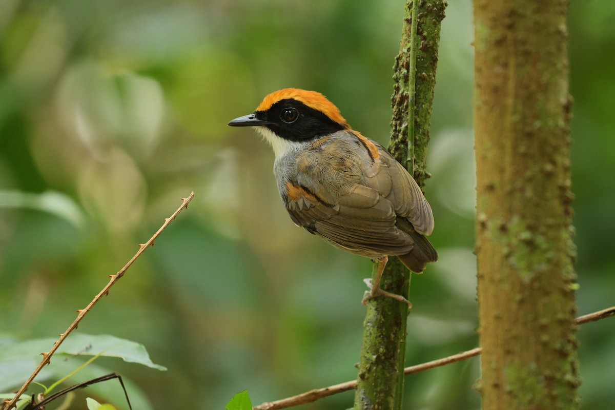 Black-cheeked Gnateater - ML643491441