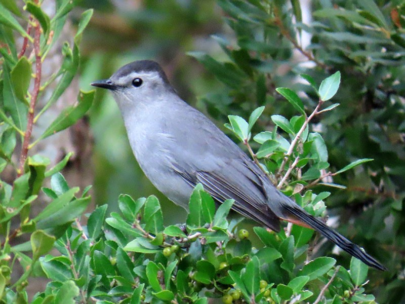Gray Catbird - ML643491455