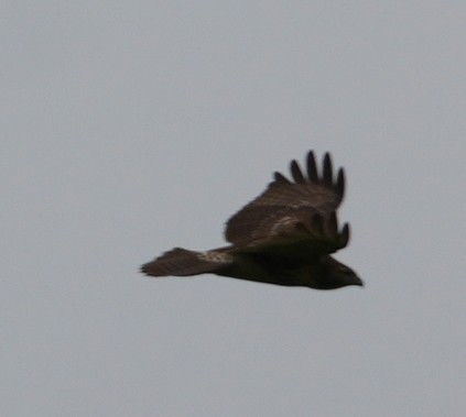 Red-tailed Hawk - ML643491465