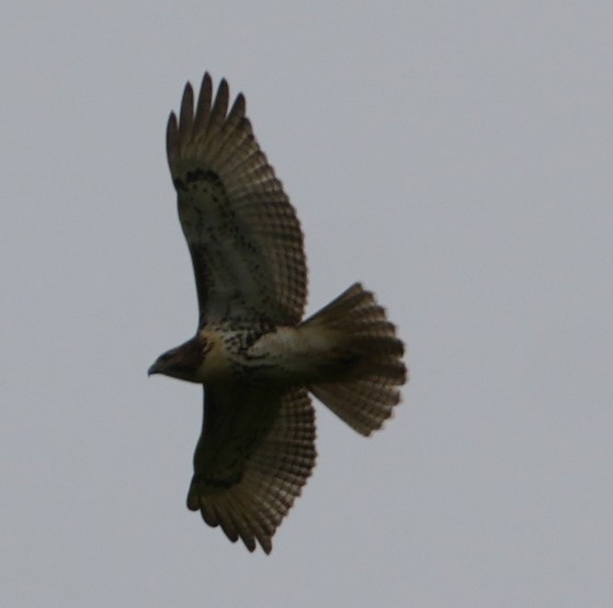 Red-tailed Hawk - ML643491466