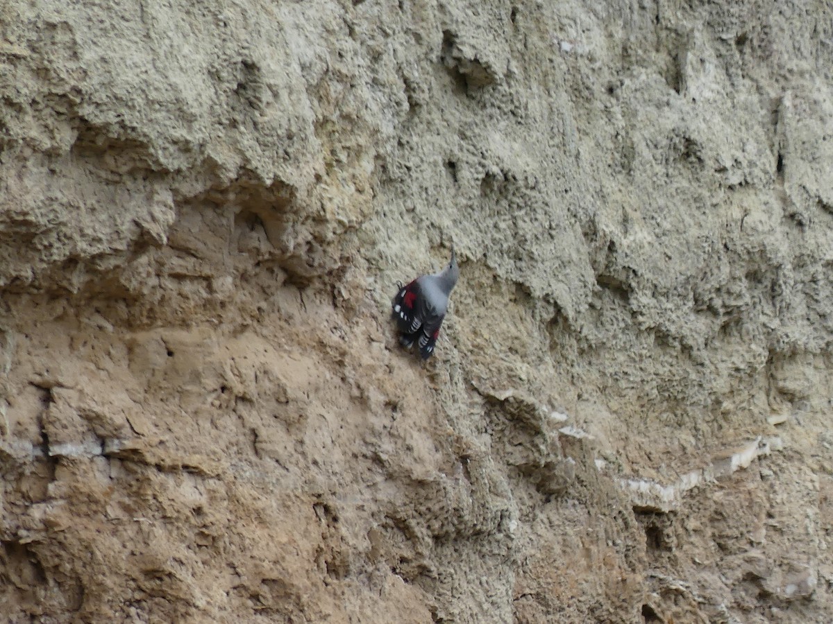 Wallcreeper - ML643491468