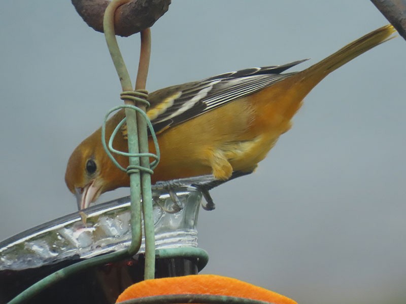 Baltimore Oriole - ML643491469