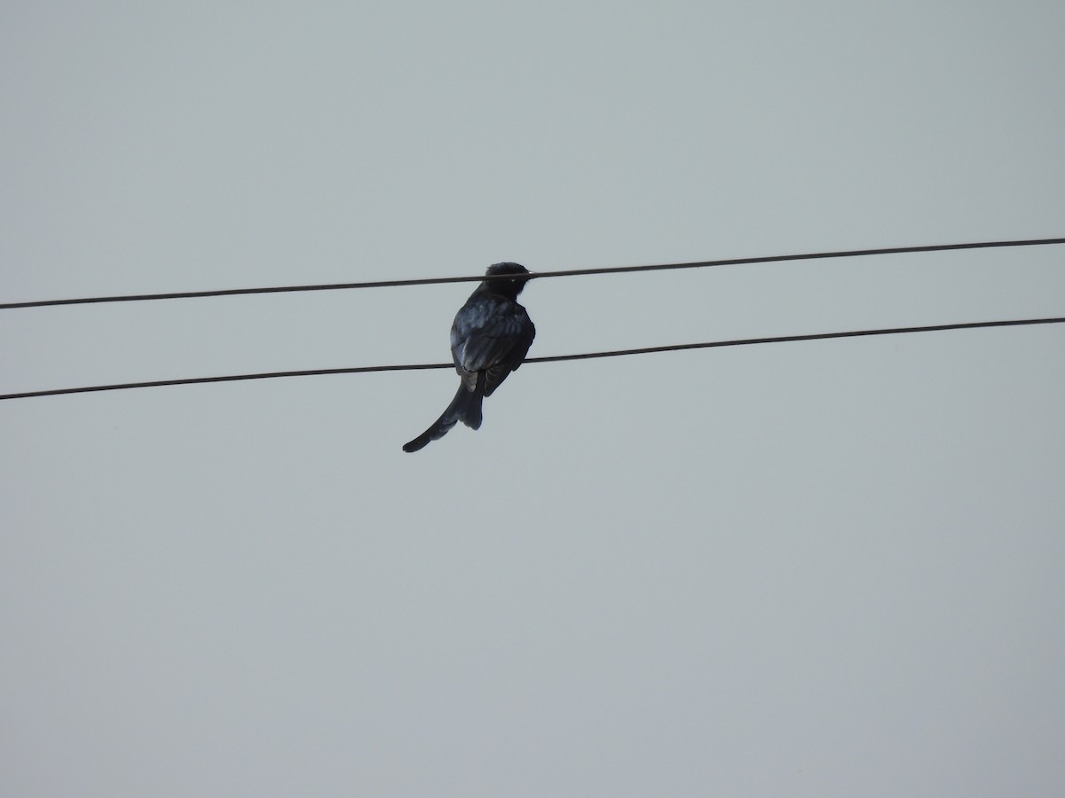 Königsdrongo - ML643491476