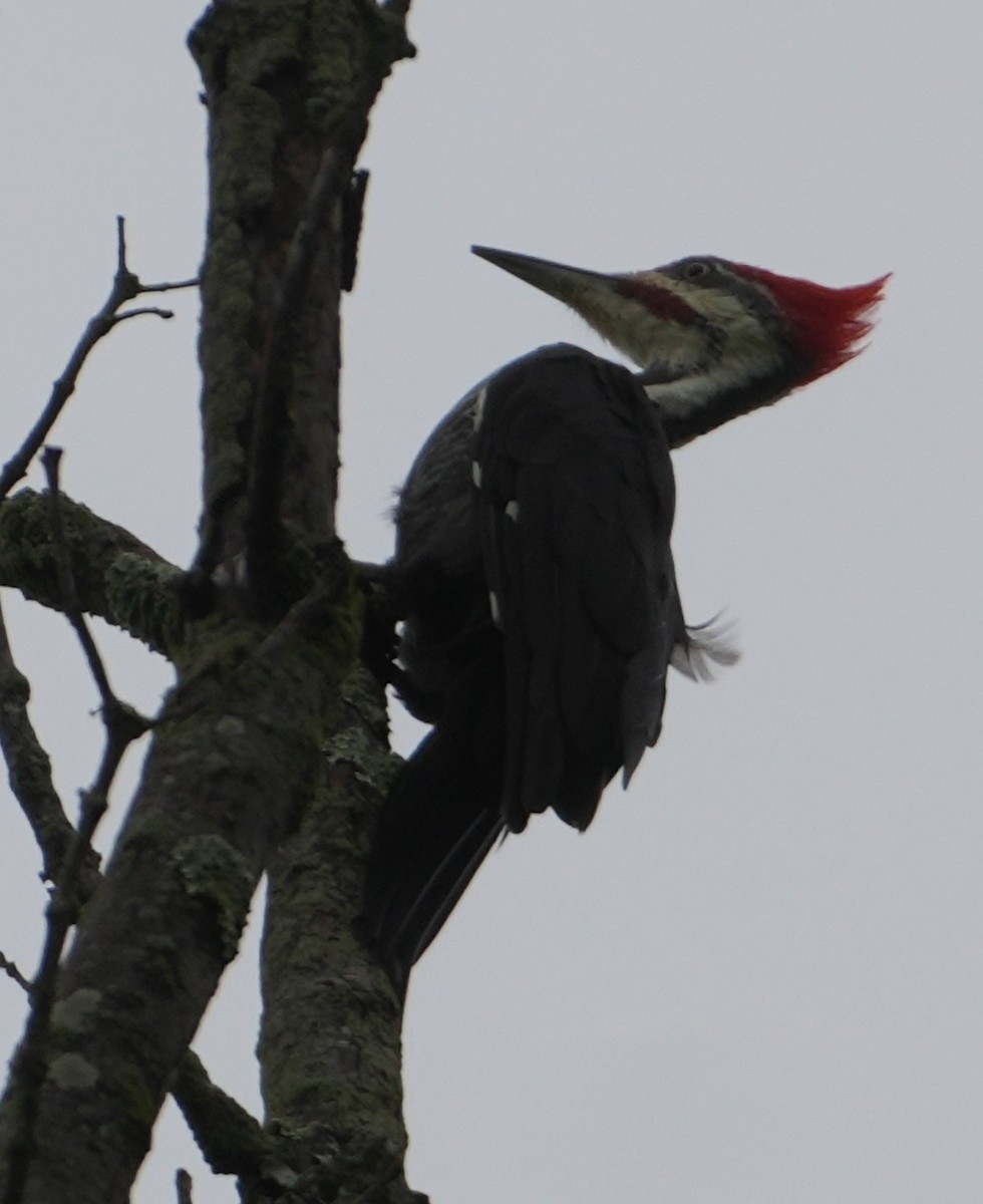 Pileated Woodpecker - ML643491477