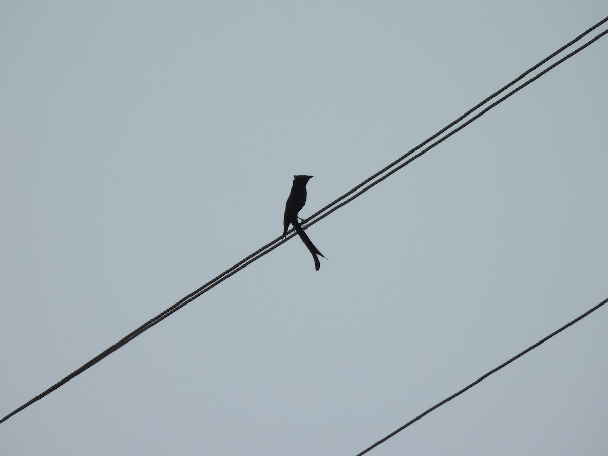 Königsdrongo - ML643491481