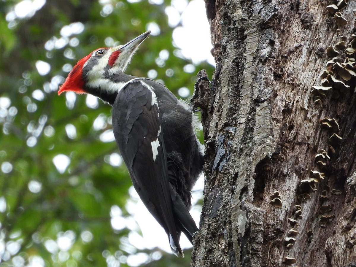 Pileated Woodpecker - ML643491486