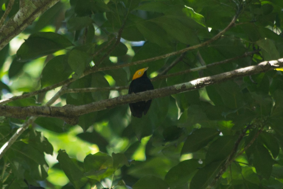 Golden-headed Manakin - ML643491488