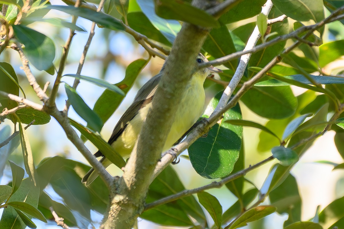 Vireo de Filadelfia - ML643491510