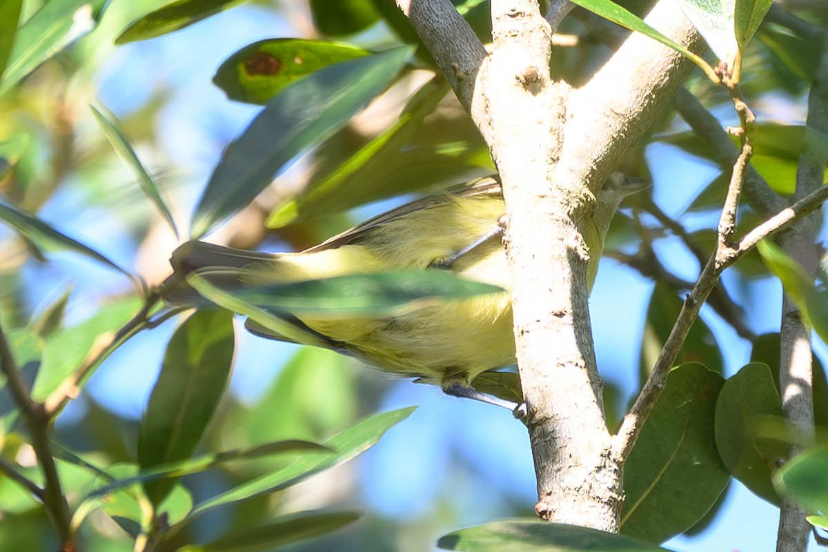 Vireo de Filadelfia - ML643491515