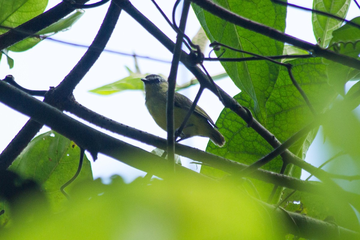 Brown-capped Tyrannulet - ML643491519