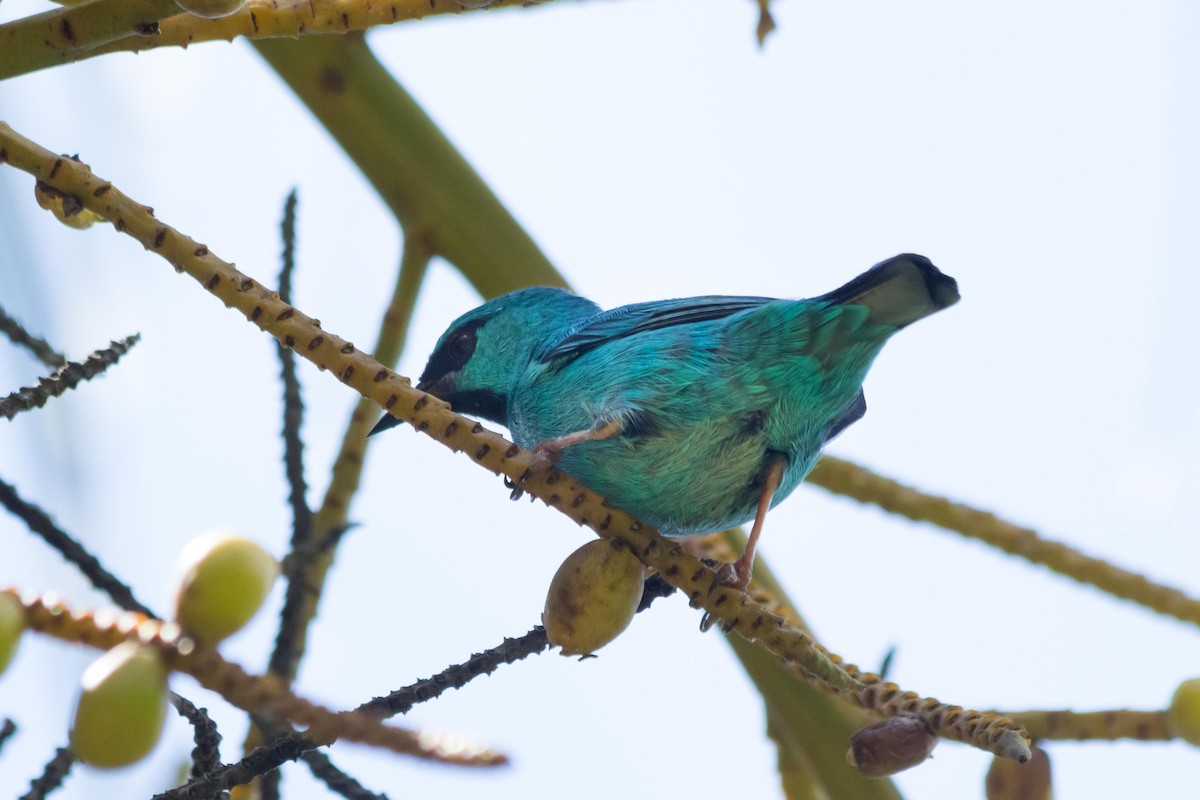 Blue Dacnis - ML643491538