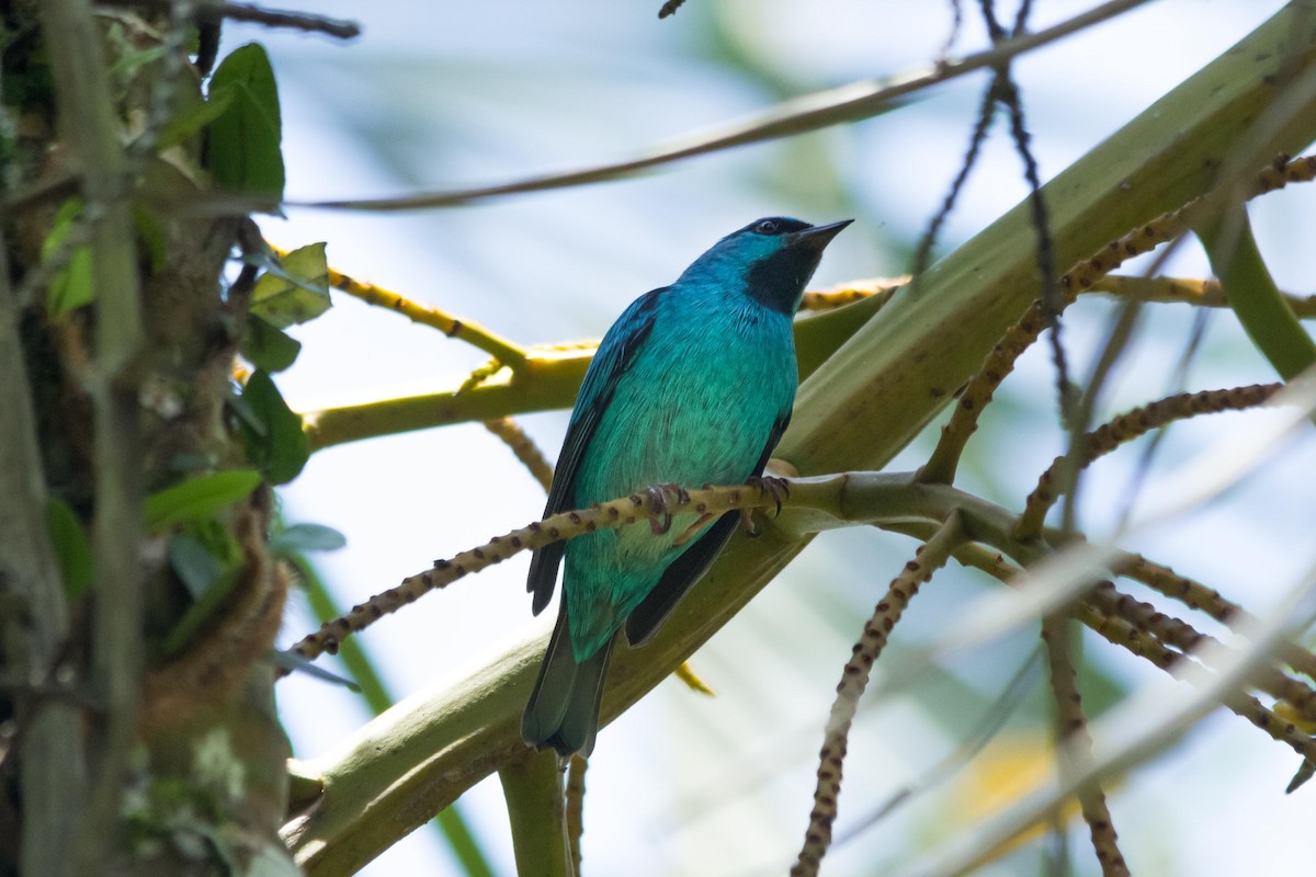 Blue Dacnis - ML643491539