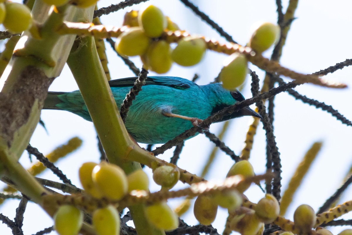 Blue Dacnis - ML643491540