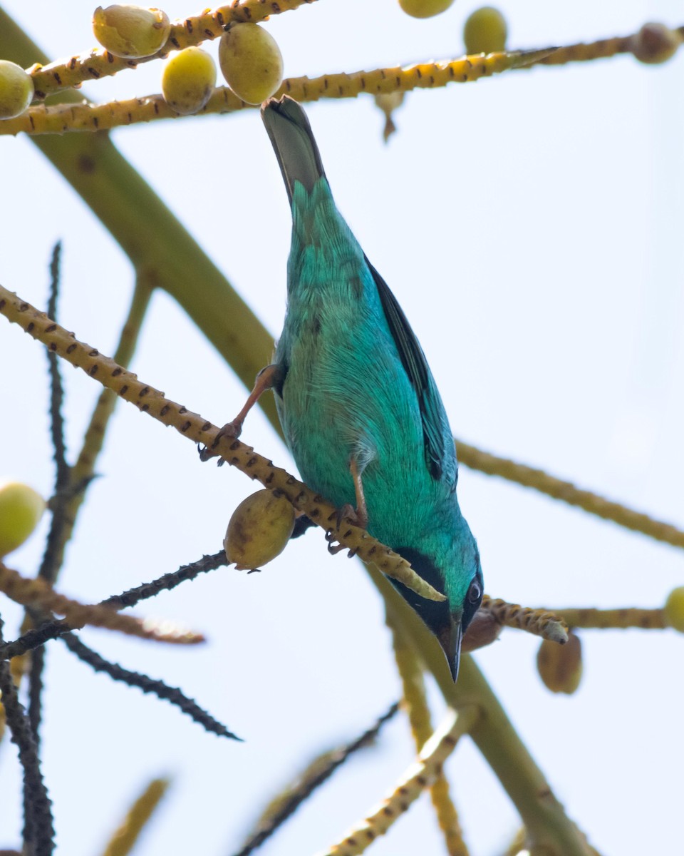 Blue Dacnis - ML643491542