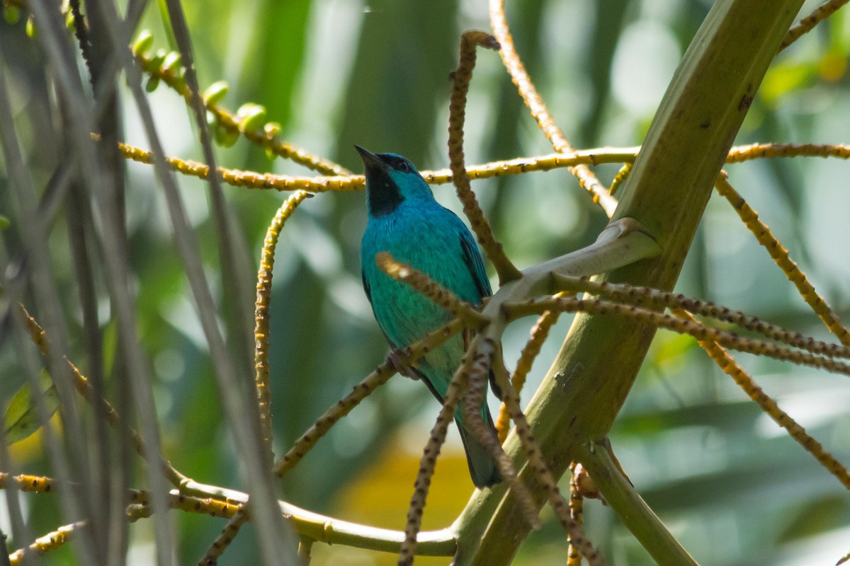 Blue Dacnis - ML643491543