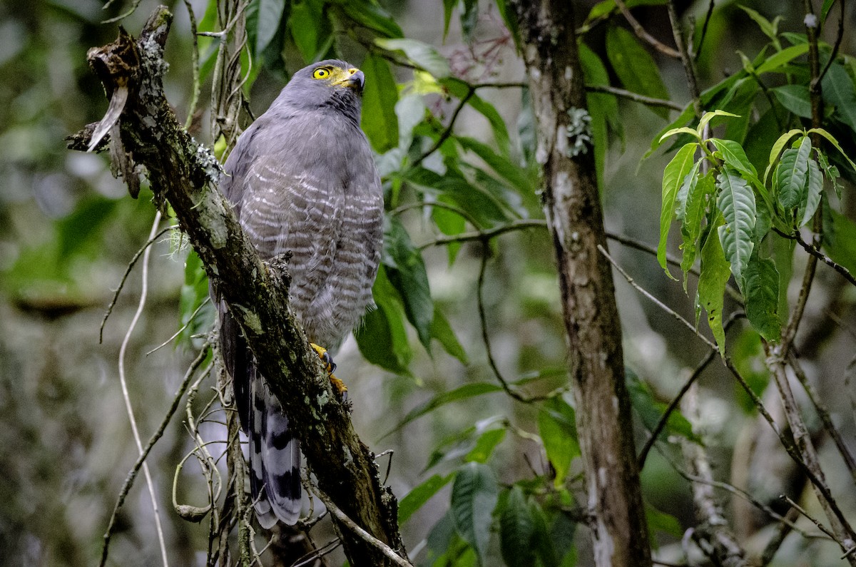 Roadside Hawk - ML643491559