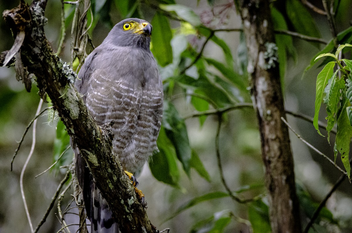 Roadside Hawk - ML643491561