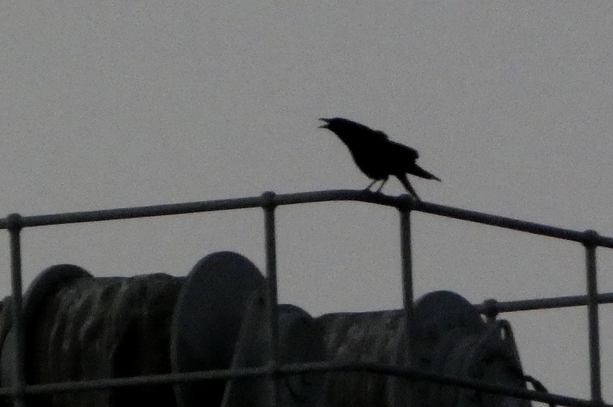 American Crow - ML643491571