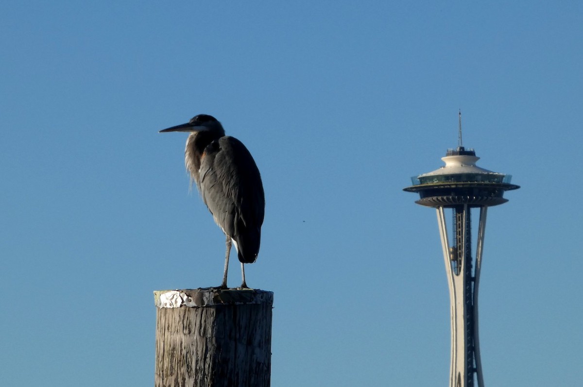 Great Blue Heron - ML643491574