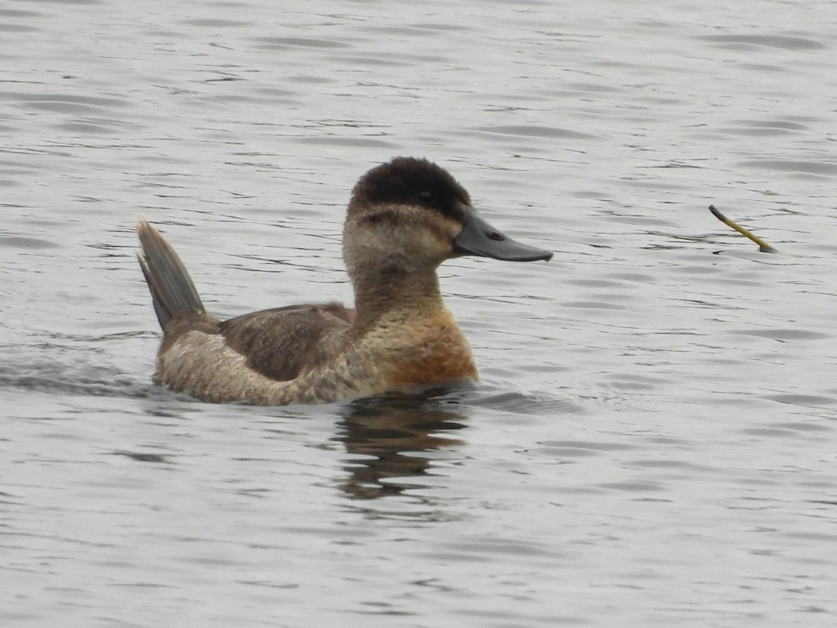 Ruddy Duck - ML643491596