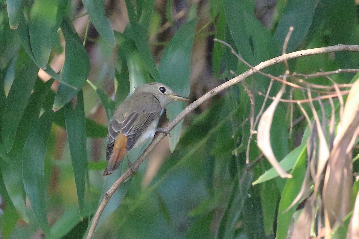 Rusty-tailed Flycatcher - ML643491616