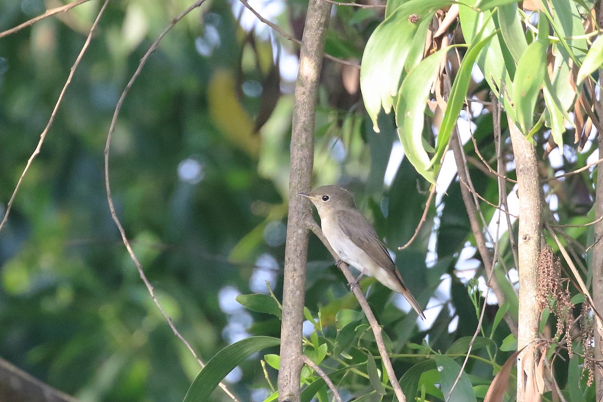 Rusty-tailed Flycatcher - ML643491618