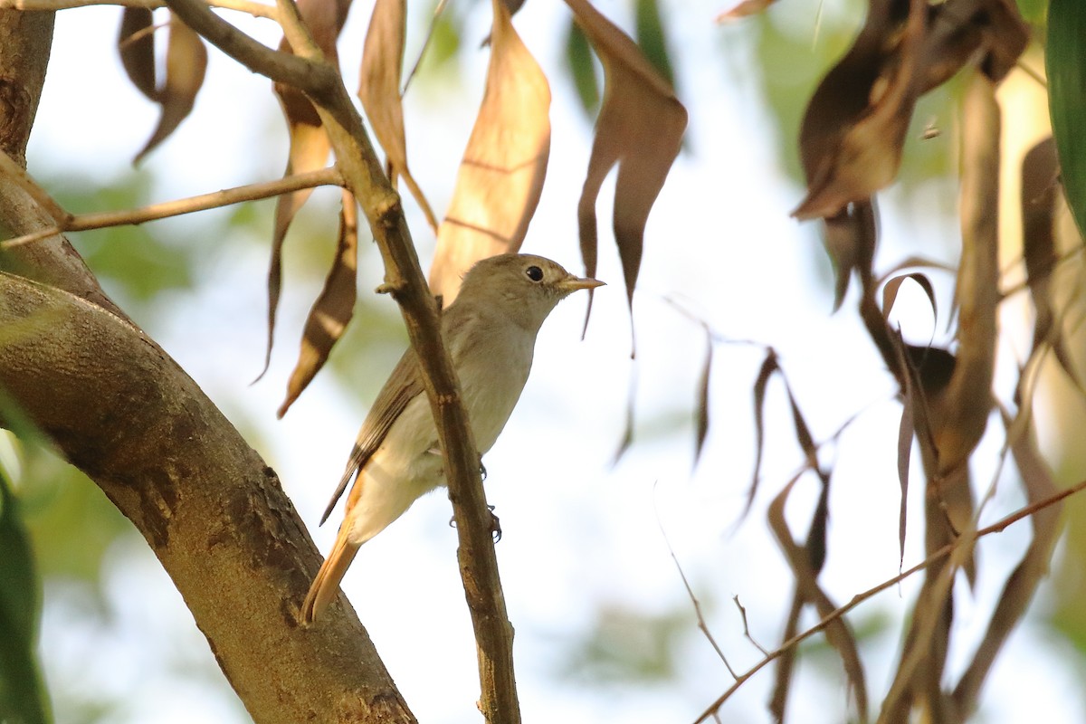 Rusty-tailed Flycatcher - ML643491619