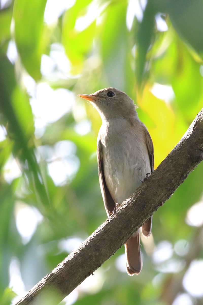 Rusty-tailed Flycatcher - ML643491620