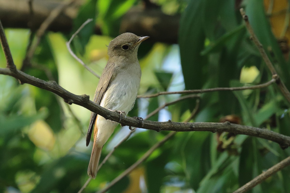 Rusty-tailed Flycatcher - ML643491621