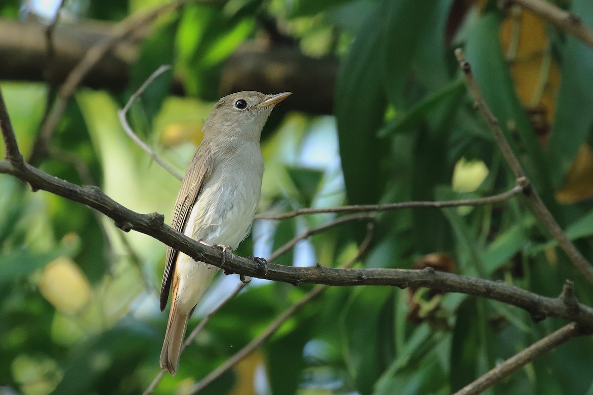 Rusty-tailed Flycatcher - ML643491622