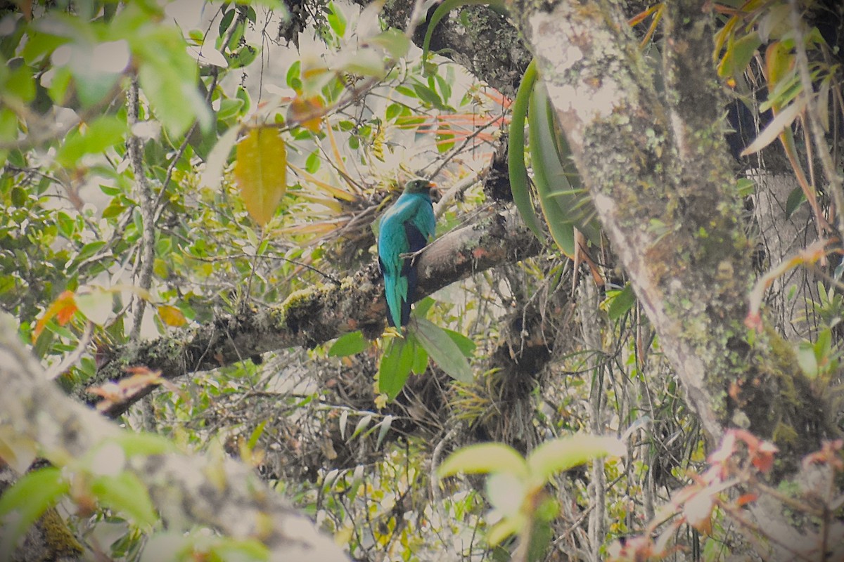 Golden-headed Quetzal - ML643491627