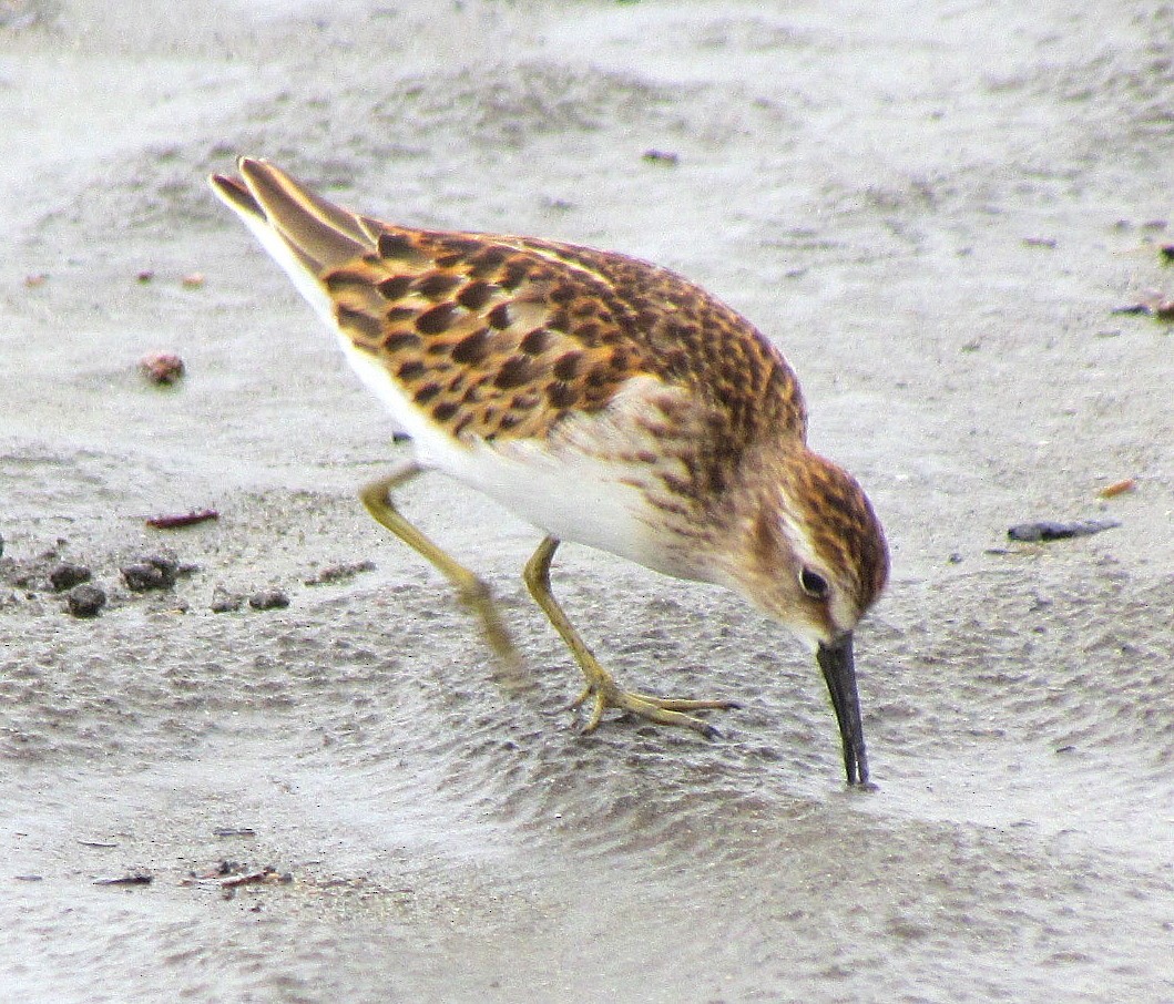 Least Sandpiper - ML643491634