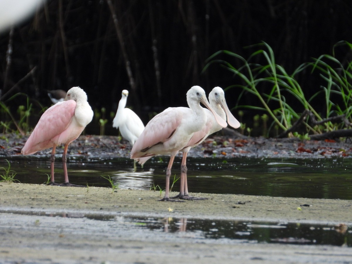 Roseate Spoonbill - ML643491637