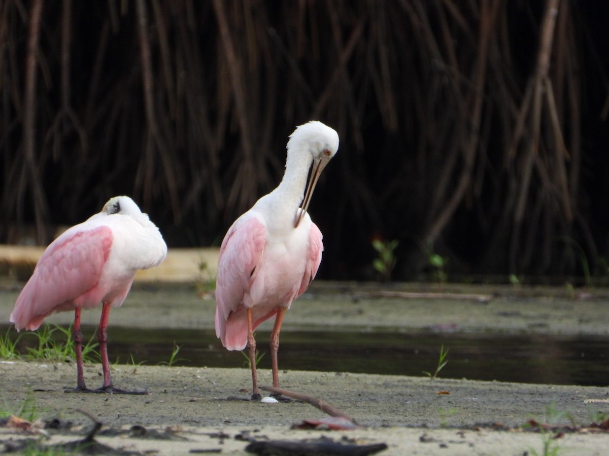 Roseate Spoonbill - ML643491638