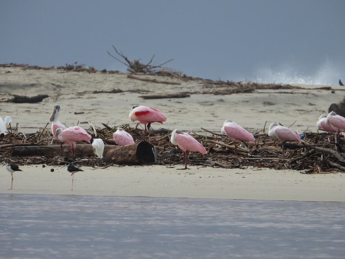 Roseate Spoonbill - ML643491640