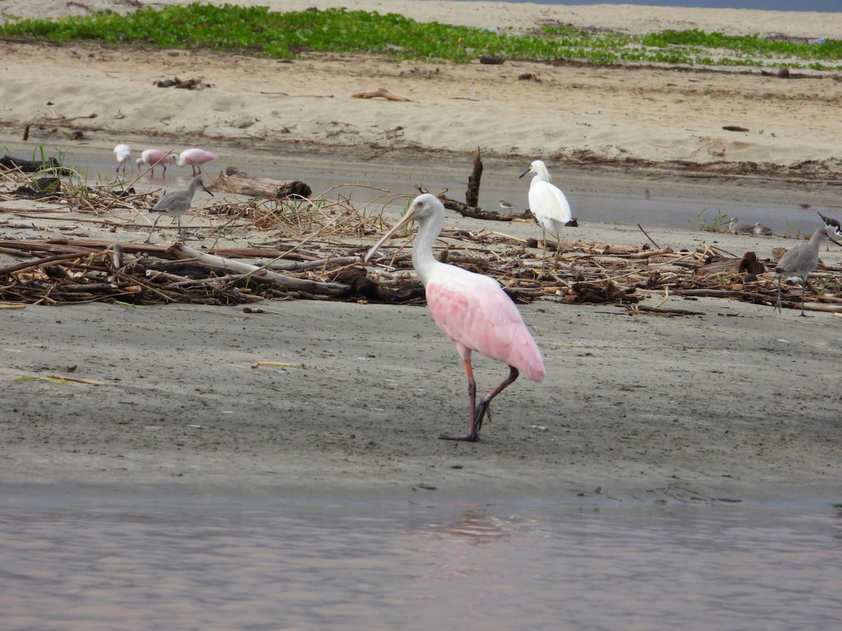 Roseate Spoonbill - ML643491641