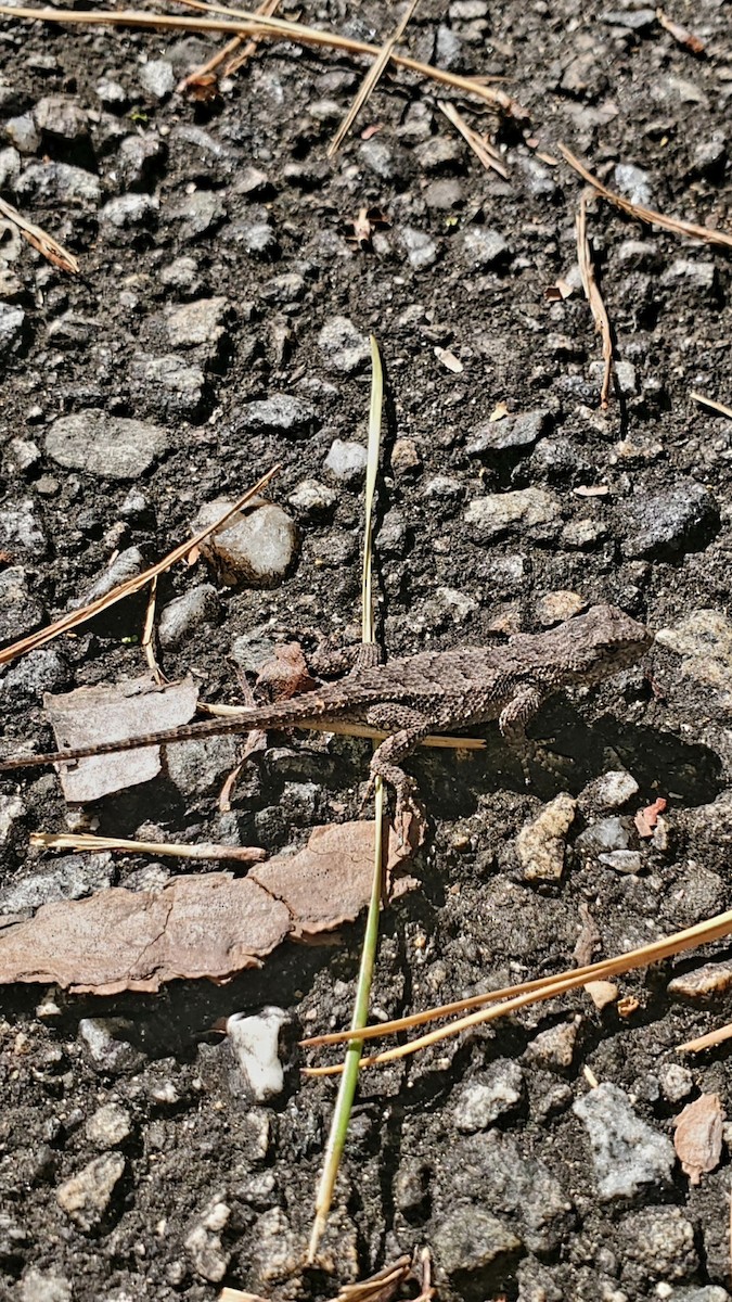 Eastern Fence Lizard - ML643491648