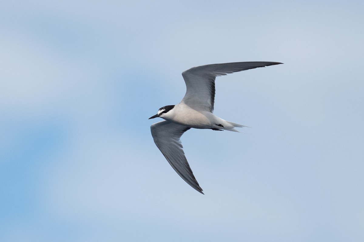 Aleutian Tern - ML643491657