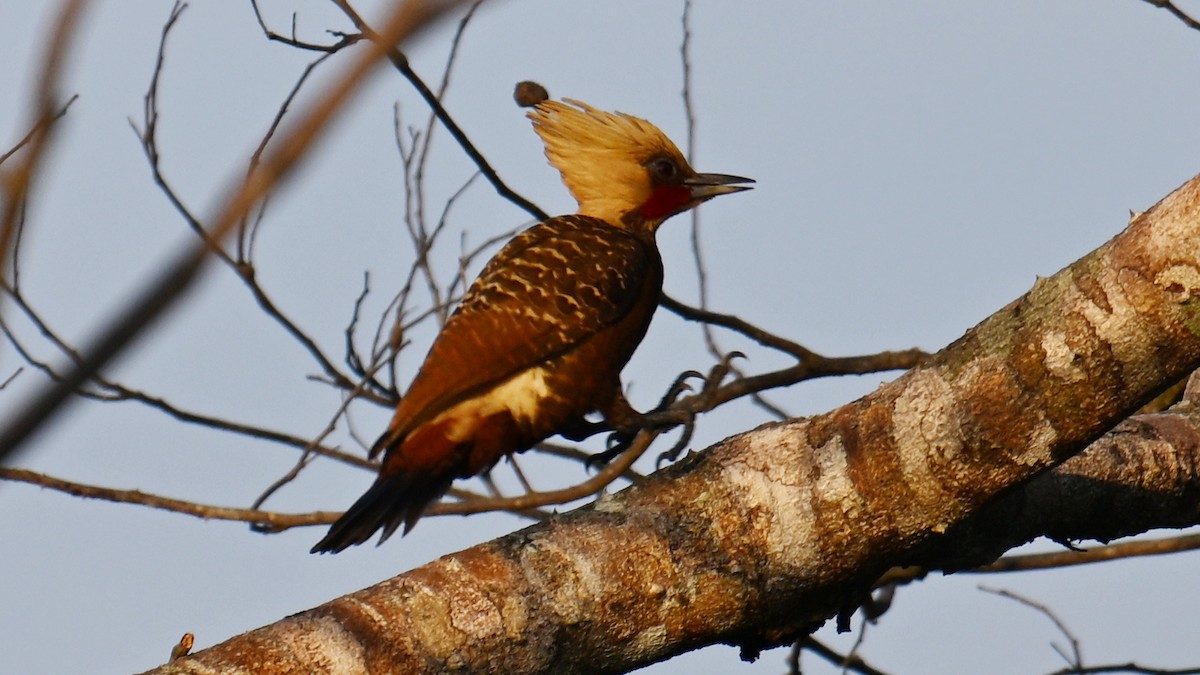 Pale-crested Woodpecker - ML643491658