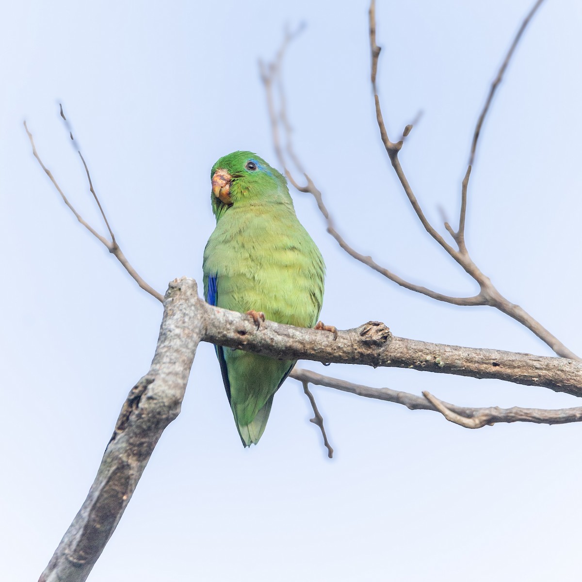 Spectacled Parrotlet - ML643491663