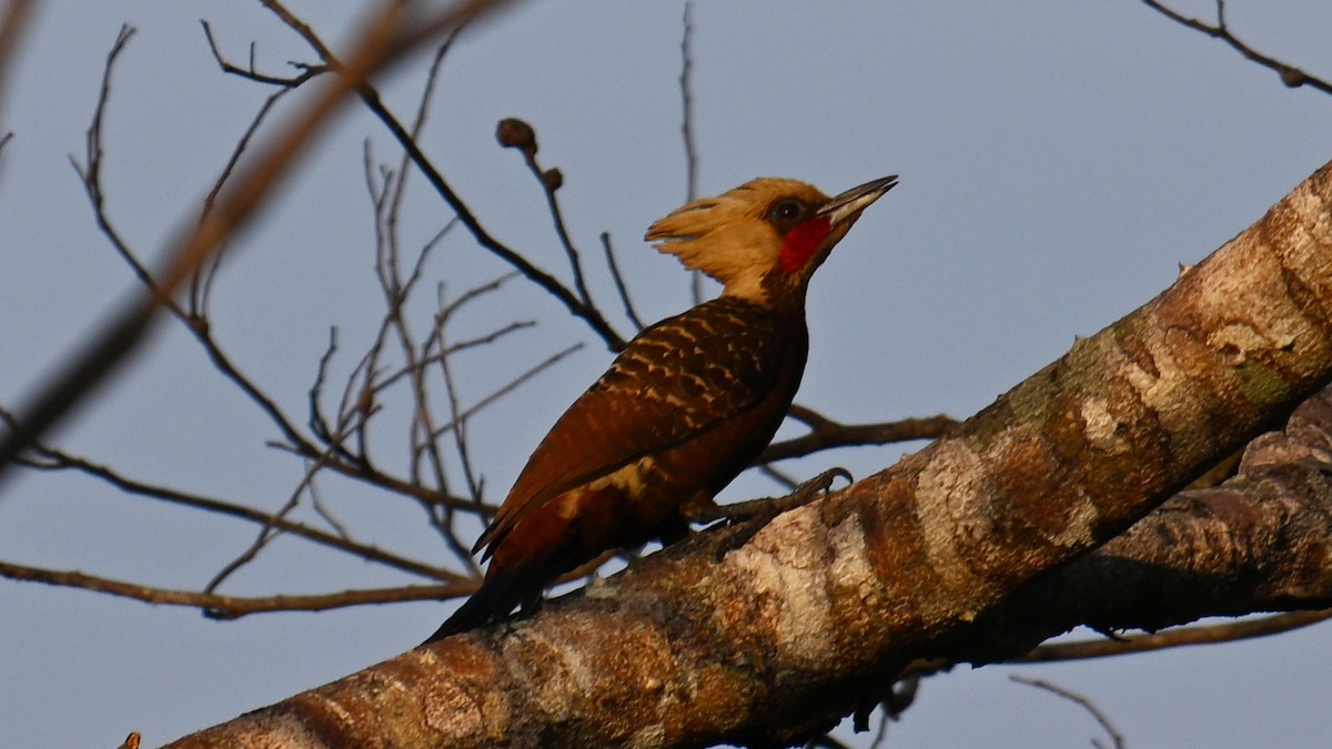 Pale-crested Woodpecker - ML643491664