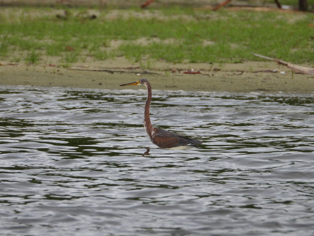 Tricolored Heron - ML643491672